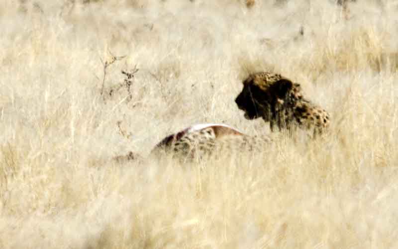 234 - Namibia - guepardo - parque nacional de Etosha